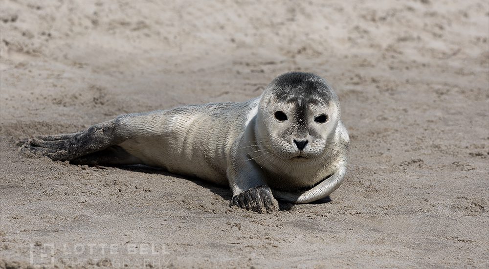 Seal pup