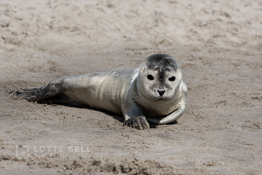 Seal pup