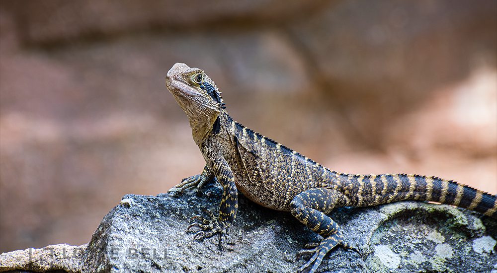 Sitting on a Rock