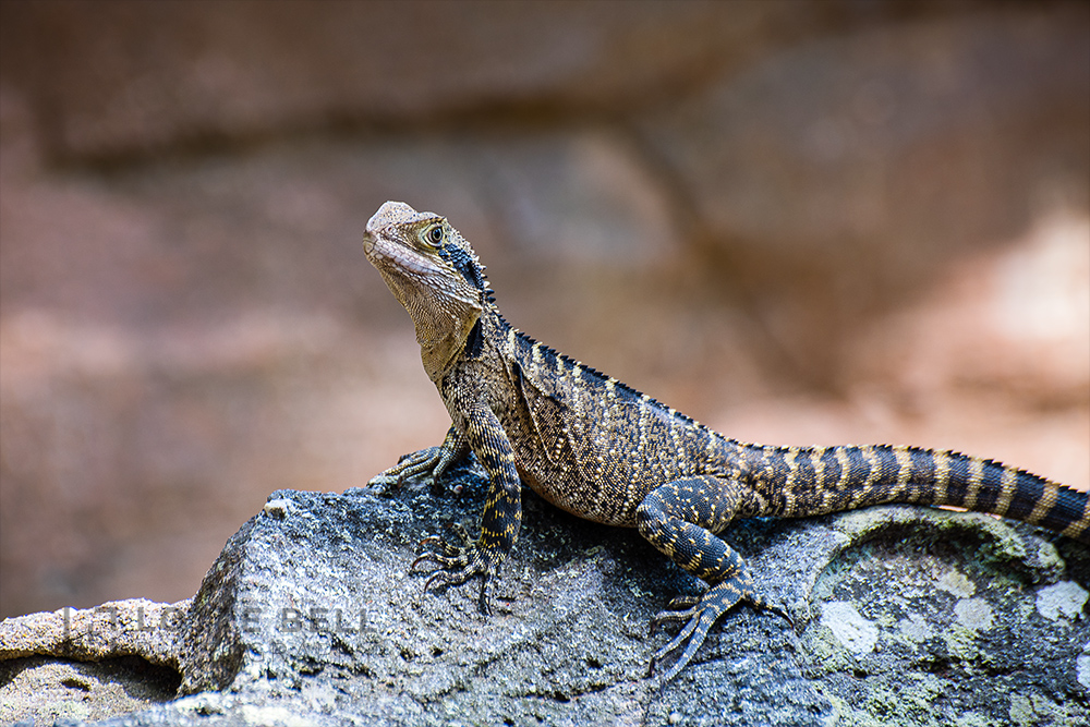 Sitting on a Rock