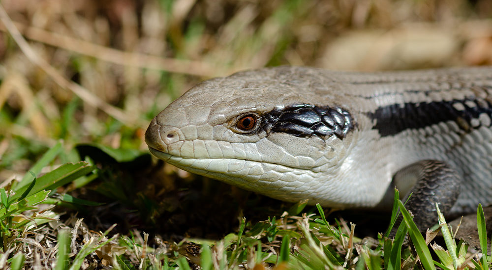 Blue-tongued buddy