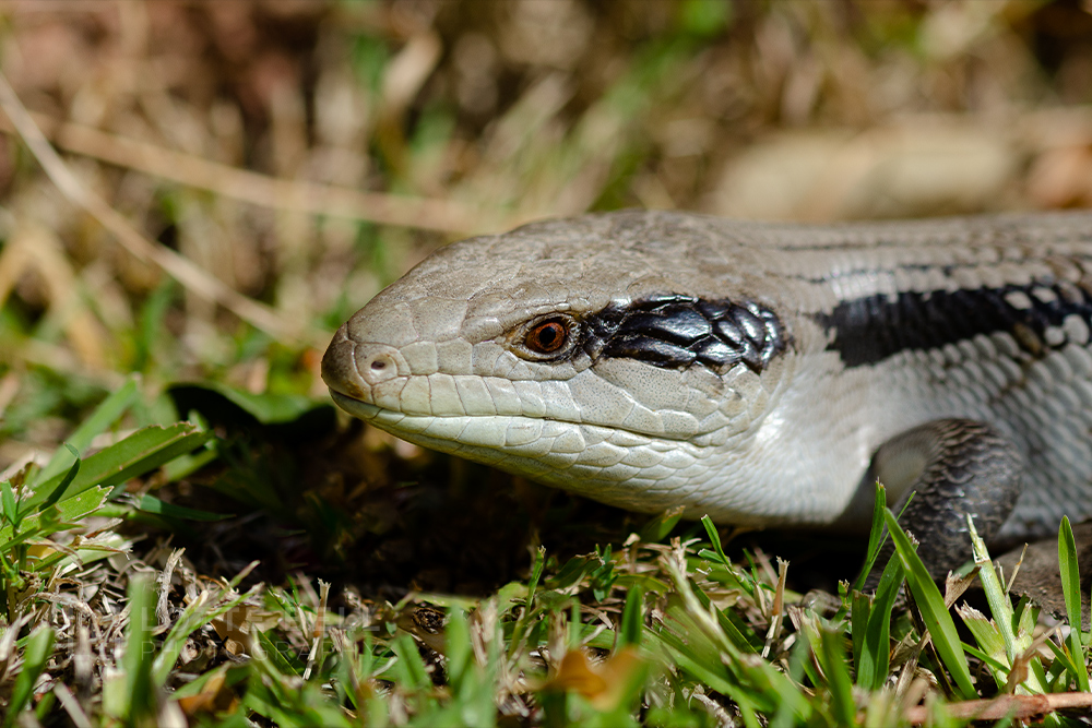 Blue-tongued buddy