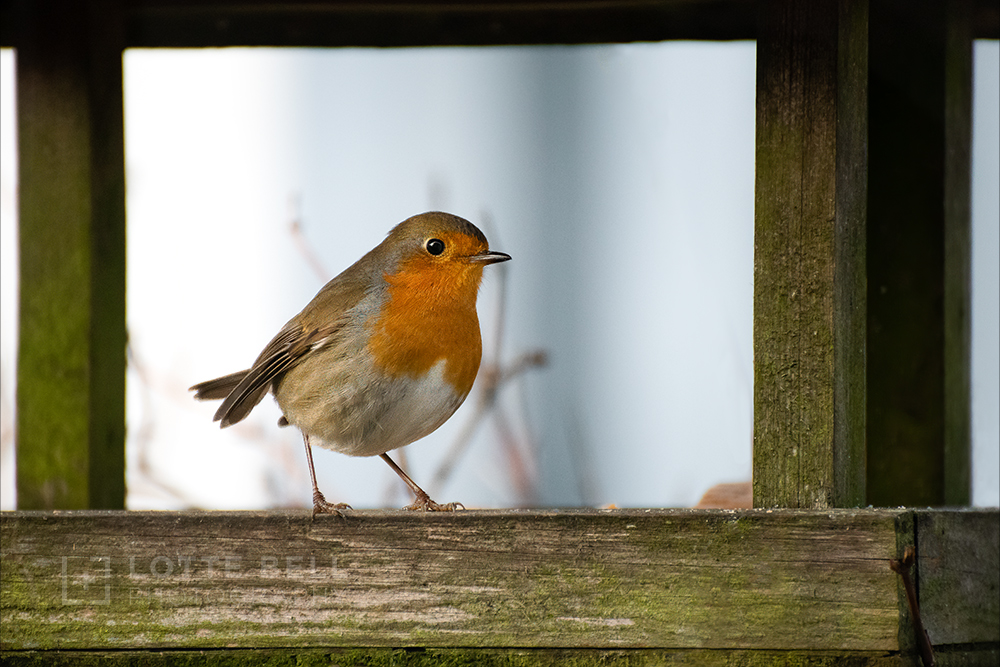 European Robin waiting for treat