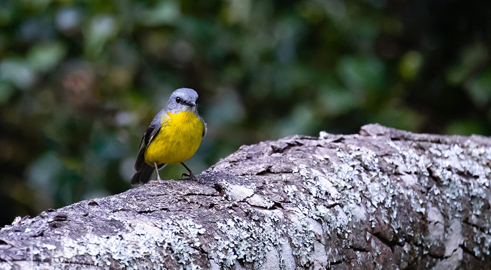 Resting on a log