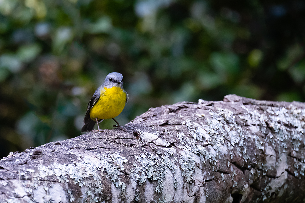 Resting on a log