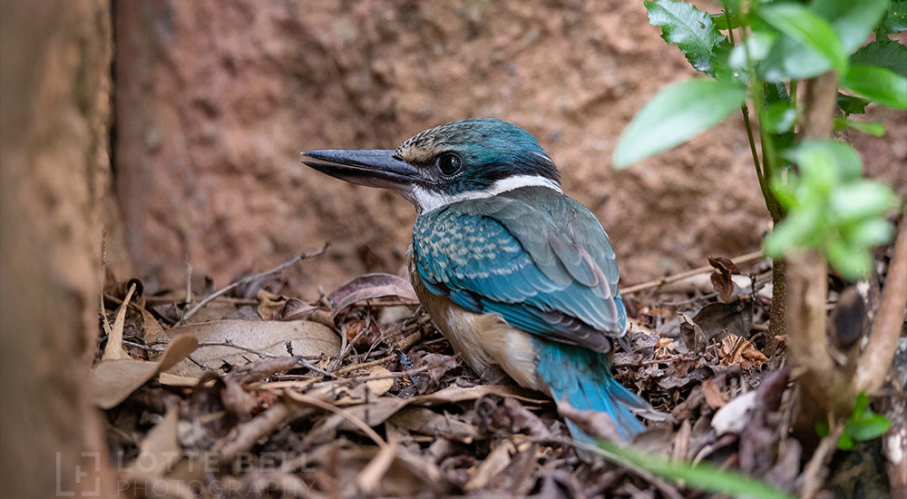 Sacred Kingfisher