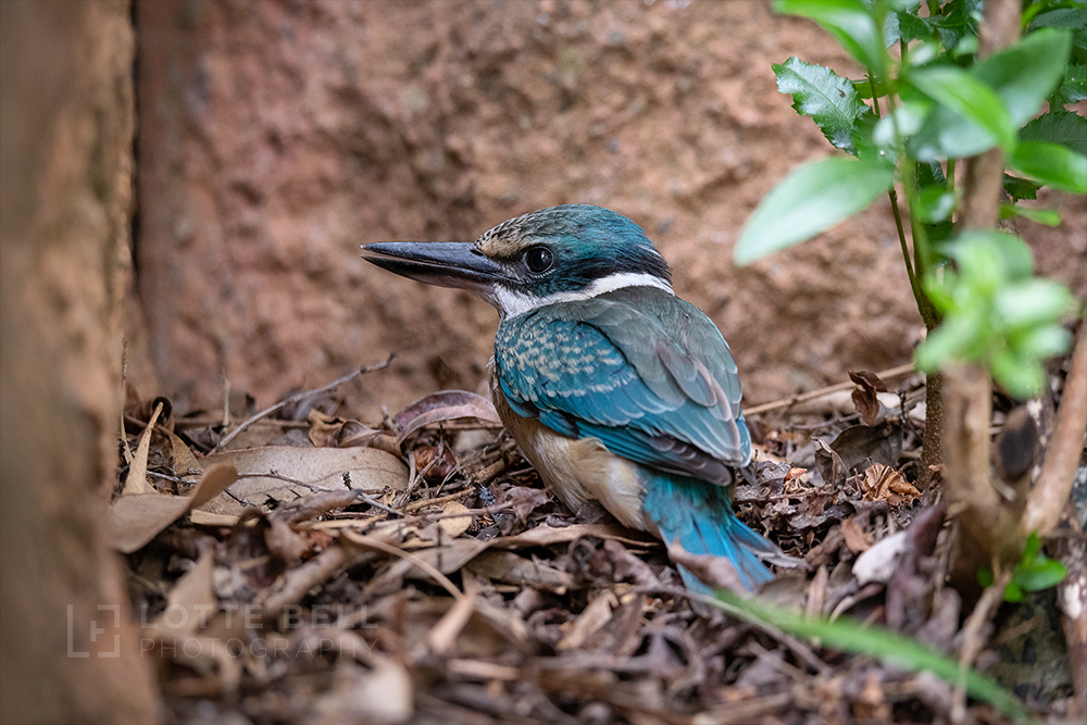 Sacred Kingfisher