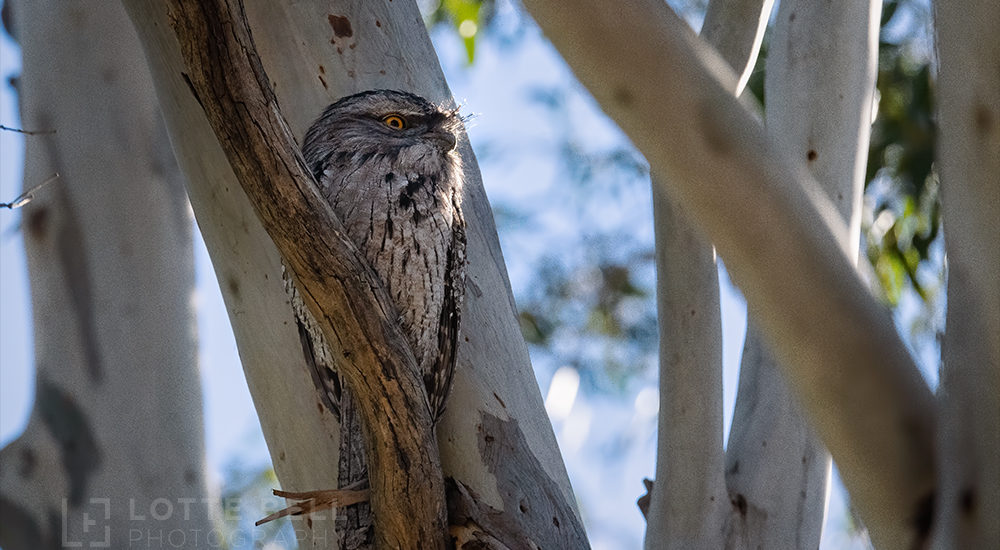 Visiting Frogmouth