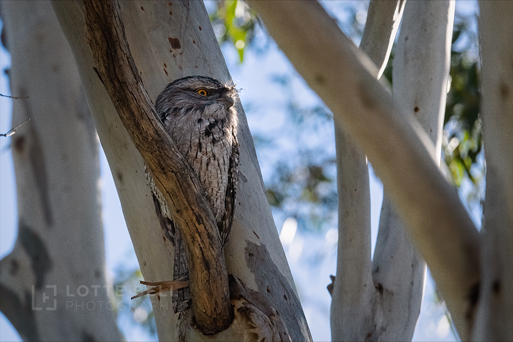 Visiting Frogmouth