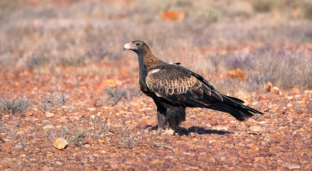 Wedge-tailed Eagle