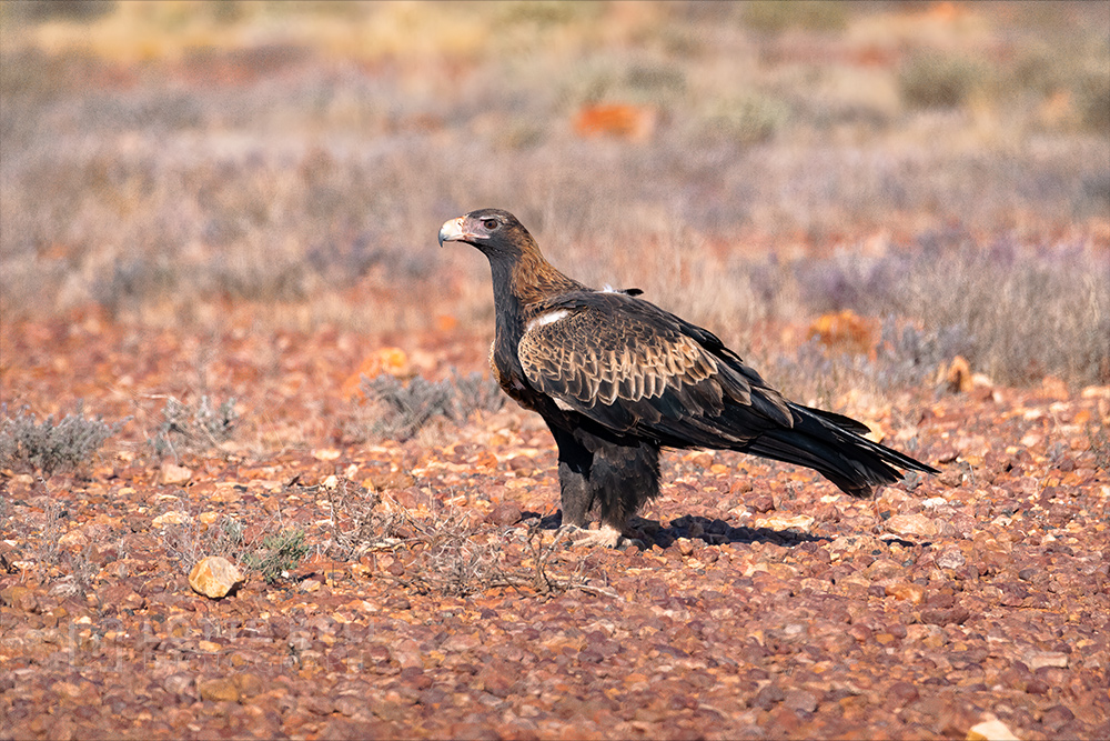 Wedge-tailed Eagle