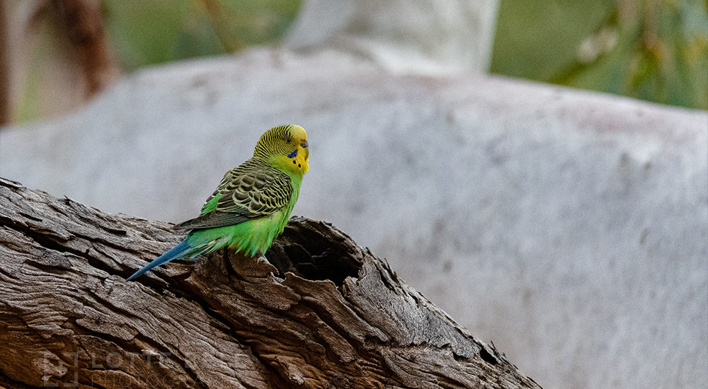 Budgerigar