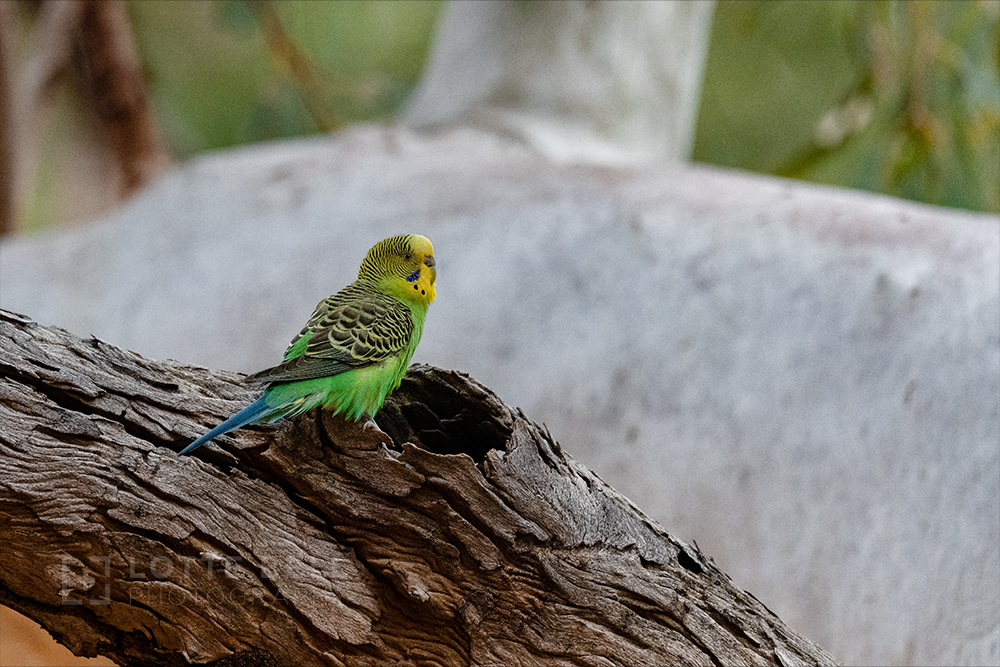 Budgerigar