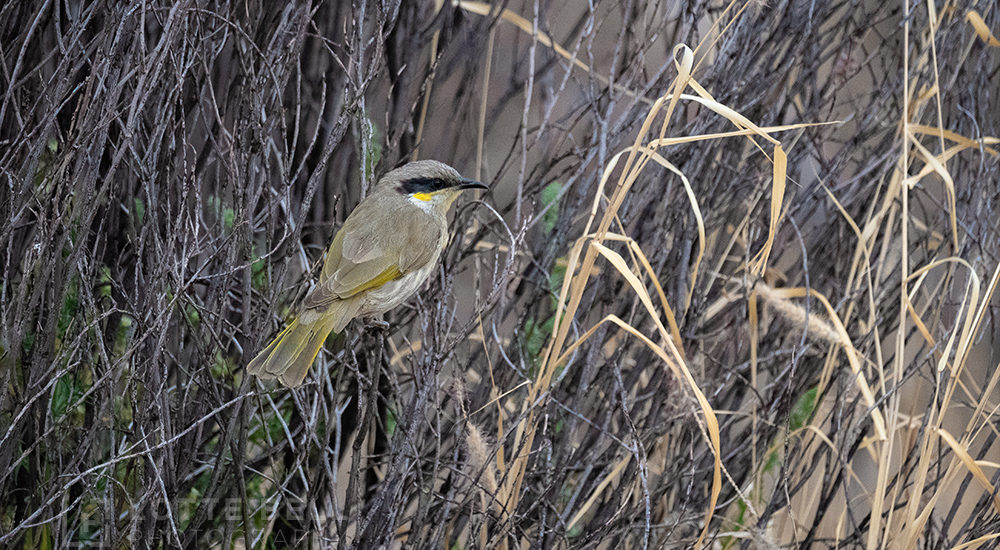 Grey-headed-Honeyeater