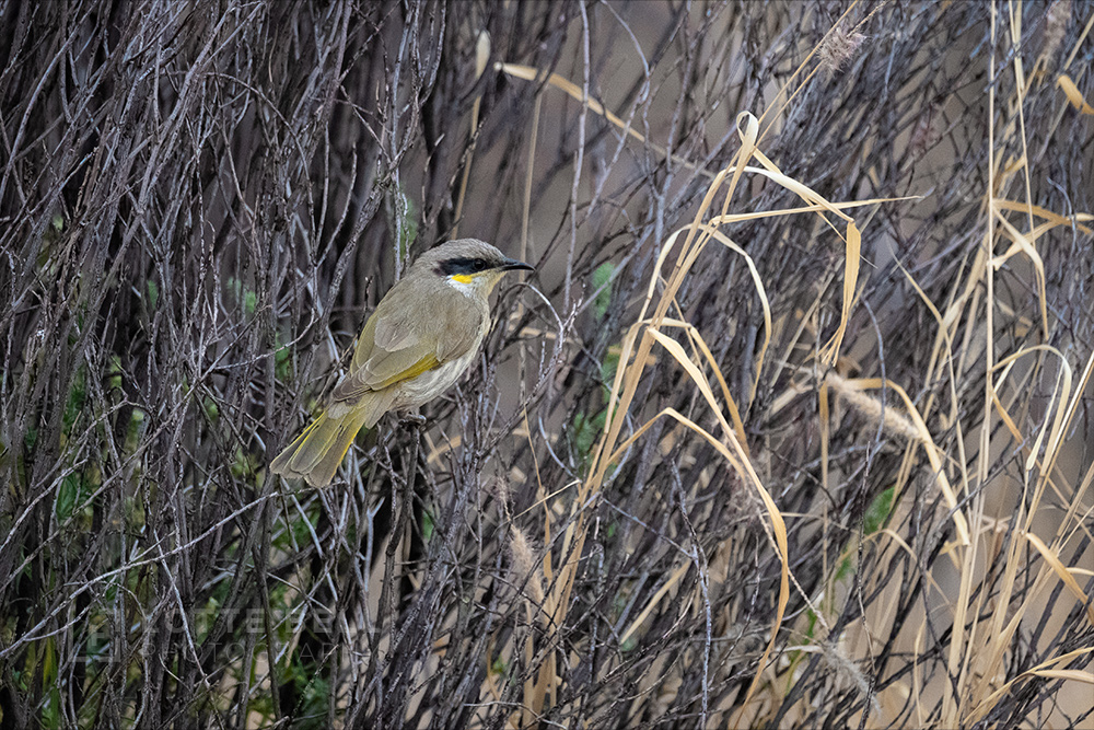 Grey-headed-Honeyeater