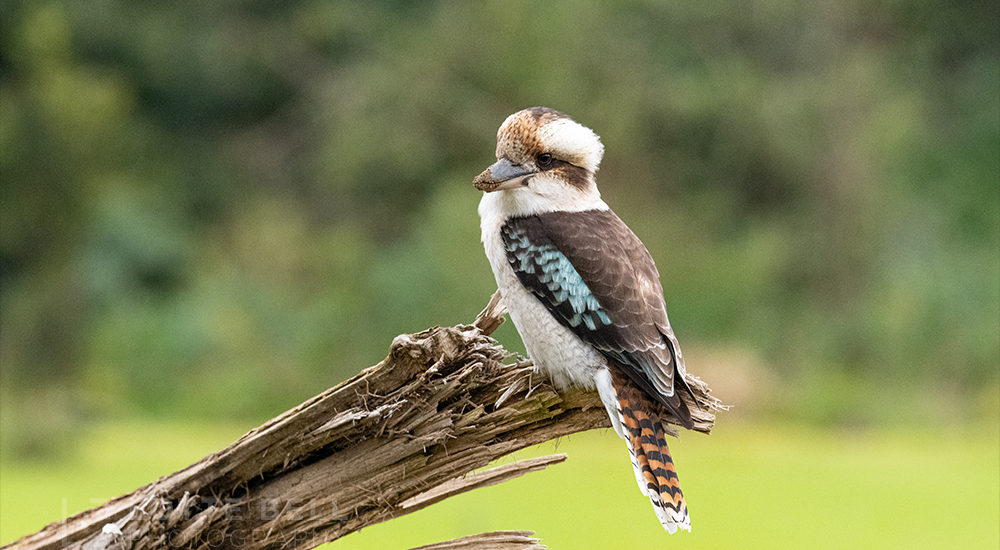 Laughing Kookaburra