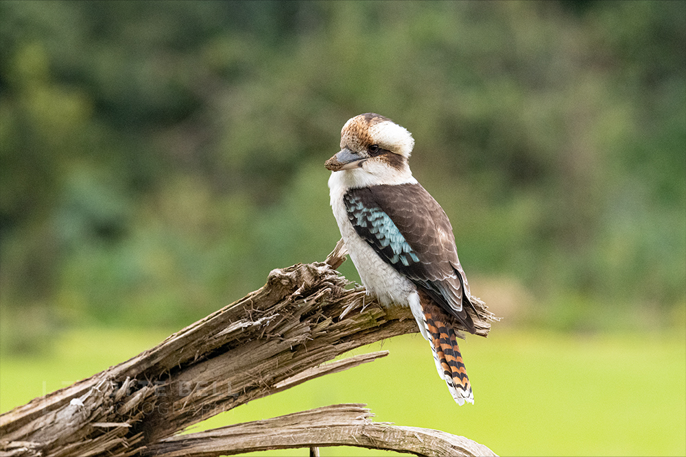 Laughing Kookaburra